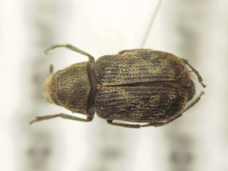 Rhaphitropis marchica (Herbst, 1797)